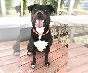 American Pit Bull Terrier Dogs for adoption in Petaluma, CA, USA
