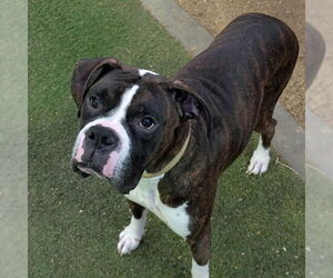 Boxer-Unknown Mix Dogs for adoption in Las Vegas, NV, USA
