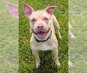 Mutt Dogs for adoption in Akron, OH, USA