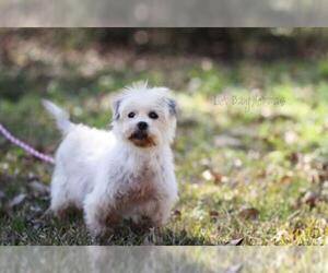 Shih Tzu-Unknown Mix Dogs for adoption in Shreveport, LA, USA