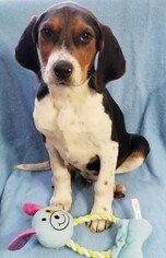 Medium Photo #1 Beagle-Unknown Mix Puppy For Sale in Newark, DE, USA