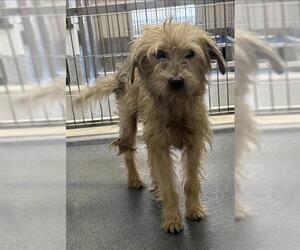 Mutt Dogs for adoption in San Antonio, TX, USA