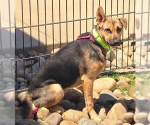 German Shepherd Dog-Unknown Mix Dogs for adoption in Sacramento, CA, USA