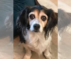 Beagle-Spaniel Mix Dogs for adoption in Centreville, VA, USA