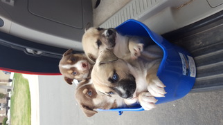 Medium Photo #1 Alaskan Husky-Boxer Mix Puppy For Sale in Hudson, CO, USA
