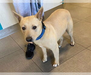 Australian Kelpie-Unknown Mix Dogs for adoption in Rancho Cucamonga, CA, USA