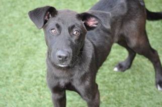 Labrador Retriever Dogs for adoption in Little Elm, TX, USA