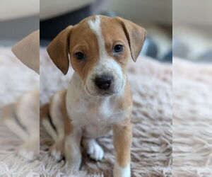 Beagle-Unknown Mix Dogs for adoption in Bellevue, WA, USA