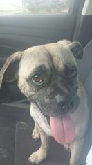 Puggle Dogs for adoption in Tampa , FL, USA