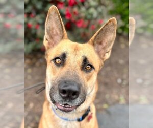 Akita-German Shepherd Dog Mix Dogs for adoption in Lake Forest, CA, USA