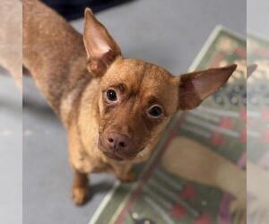 Medium Photo #3 Chihuahua-Unknown Mix Puppy For Sale in San Diego, CA, USA