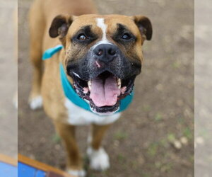 American Staffordshire Terrier-Unknown Mix Dogs for adoption in San Antonio, TX, USA
