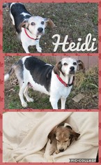Medium Photo #1 Beagle Puppy For Sale in Pine Grove, PA, USA