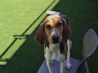 Medium Photo #1 Treeing Walker Coonhound-Unknown Mix Puppy For Sale in Waynesville, NC, USA