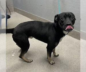 American Pit Bull Terrier-Labrador Retriever Mix Dogs for adoption in Las Vegas, NV, USA