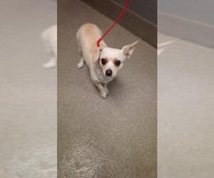 Chihuahua-Unknown Mix Dogs for adoption in Las Vegas, NV, USA