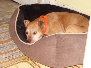 American Pit Bull Terrier-Unknown Mix Dogs for adoption in East Amherst, NY, USA