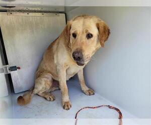 Golden Retriever-Unknown Mix Dogs for adoption in Houston, TX, USA