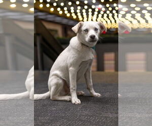 Siberian Husky-Unknown Mix Dogs for adoption in Oakhurst, NJ, USA