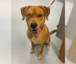 Catahoula Leopard Dog-Siberian Husky Mix Dogs for adoption in St. Cloud, FL, USA