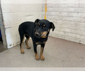 Rottweiler-Unknown Mix Dogs for adoption in San Bernardino, CA, USA