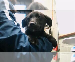 Labrador Retriever Dogs for adoption in Tulsa, OK, USA