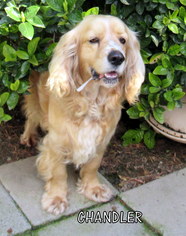 Cocker Spaniel Dogs for adoption in Lindsay, CA, USA