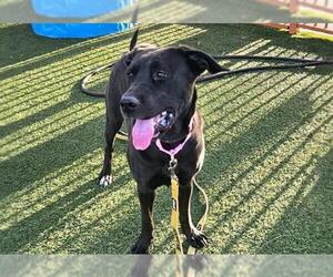 Labrador Retriever-Unknown Mix Dogs for adoption in Las Vegas, NV, USA