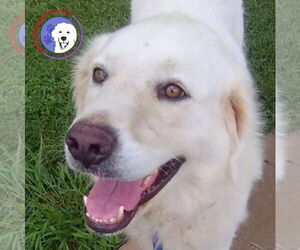 Great Pyrenees Dogs for adoption in Spring, TX, USA