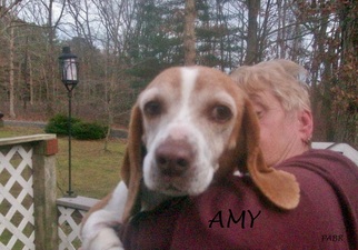 Beagle Dogs for adoption in Ventnor, NJ, USA
