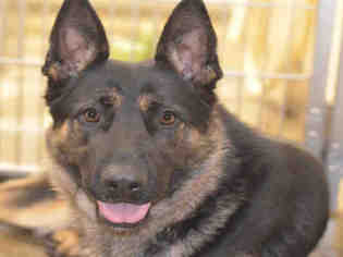 German Shepherd Dog Dogs for adoption in Jackson, CA, USA