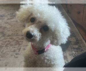 Poodle (Toy)-Unknown Mix Dogs for adoption in Farmington, MN, USA
