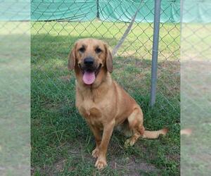 Labloodhound Dogs for adoption in Brooksville, FL, USA