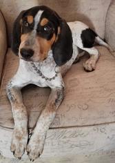 Bluetick Coonhound Dogs for adoption in Los Banos, CA, USA
