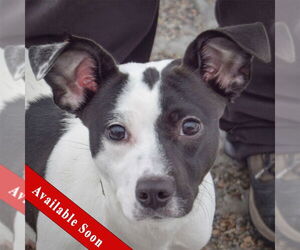 Jack-Rat Terrier Dogs for adoption in Huntley, IL, USA