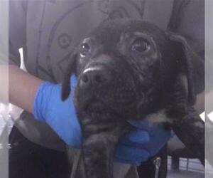 American Pit Bull Terrier-Unknown Mix Dogs for adoption in Tallahassee, FL, USA
