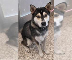 Siberian Husky-Unknown Mix Dogs for adoption in Pueblo, CO, USA