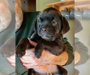 Mastador Dogs for adoption in Vernon, IN, USA