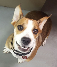Beabull Dogs for adoption in Wakefield, RI, USA