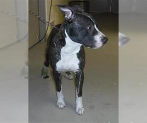 Mutt Dogs for adoption in Sanford, FL, USA