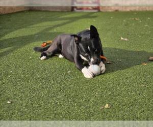 Siberian Husky-Unknown Mix Dogs for adoption in Derwood, MD, USA