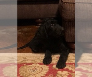 Labradoodle Dogs for adoption in Cumming, GA, USA
