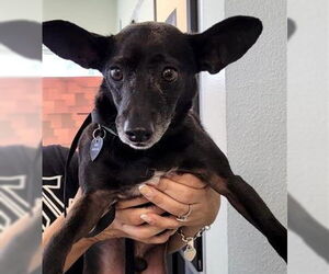 Chihuahua-Unknown Mix Dogs for adoption in San Antonio, TX, USA