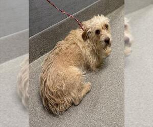 Mutt Dogs for adoption in Las Vegas, NV, USA