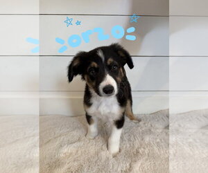 Border Collie-Unknown Mix Dogs for adoption in Sandy, UT, USA
