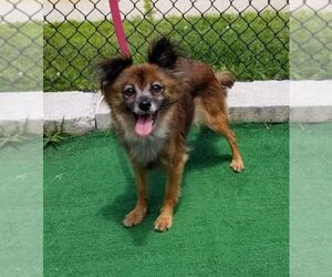 Papillon-Unknown Mix Dogs for adoption in Perth Amboy, NJ, USA