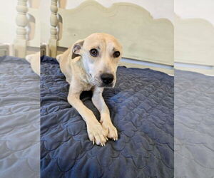 Catahoula Leopard Dog-Unknown Mix Dogs for adoption in New Orleans, LA, USA