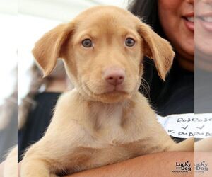 Catahoula Leopard Dog-Unknown Mix Dogs for adoption in Washington, DC, USA