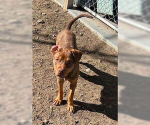 Mountain Cur-Vizsla Mix Dogs for adoption in Perry, GA, USA