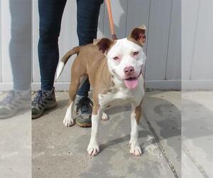 American Pit Bull Terrier-Unknown Mix Dogs for adoption in Louisville, KY, USA